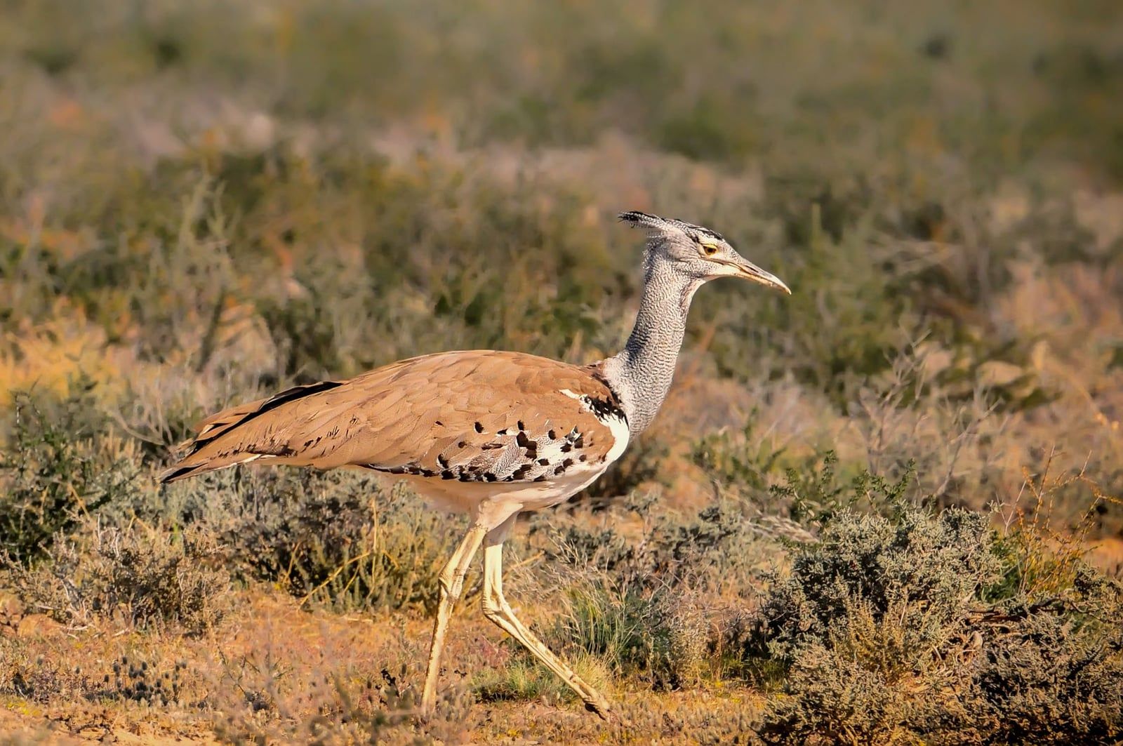 Une outarde kori marche dans une prairie sèche, une grande espèce terrestre couramment observée en safari dans le parc national de Hwange.