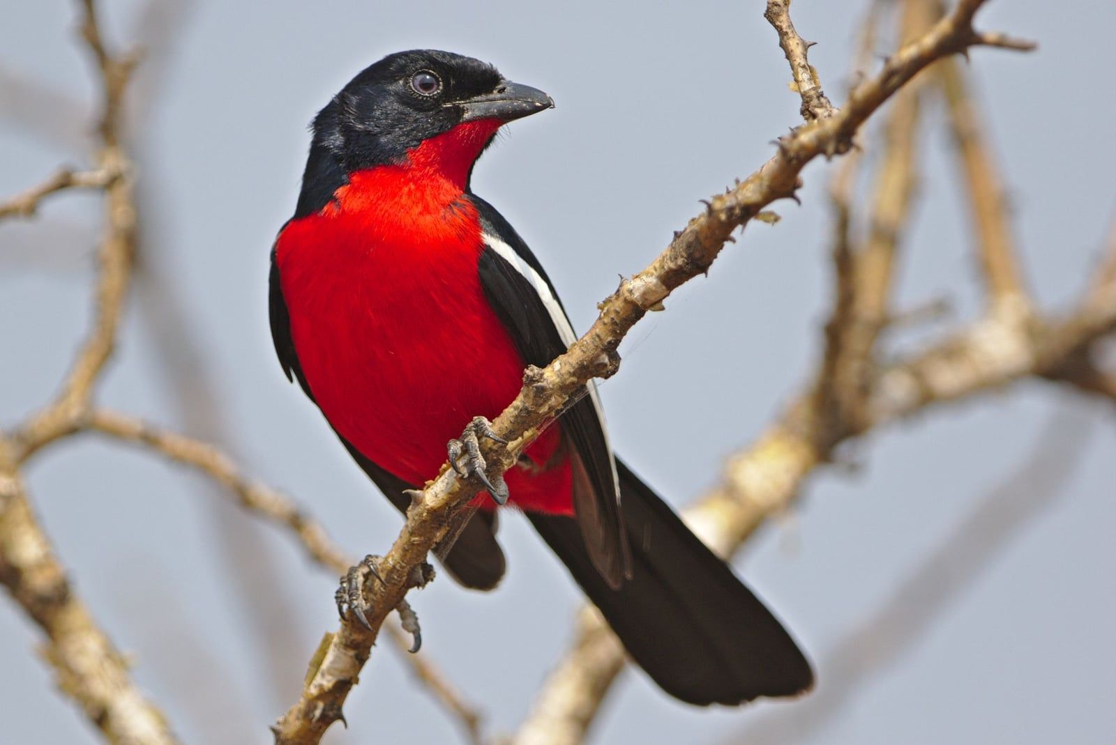 Une pie-grièche à poitrine rosée perchée sur une branche épineuse contre un ciel pâle, montrant ses parties inférieures rouge vif et son plumage noir typiques des espèces du parc national de Hwange.