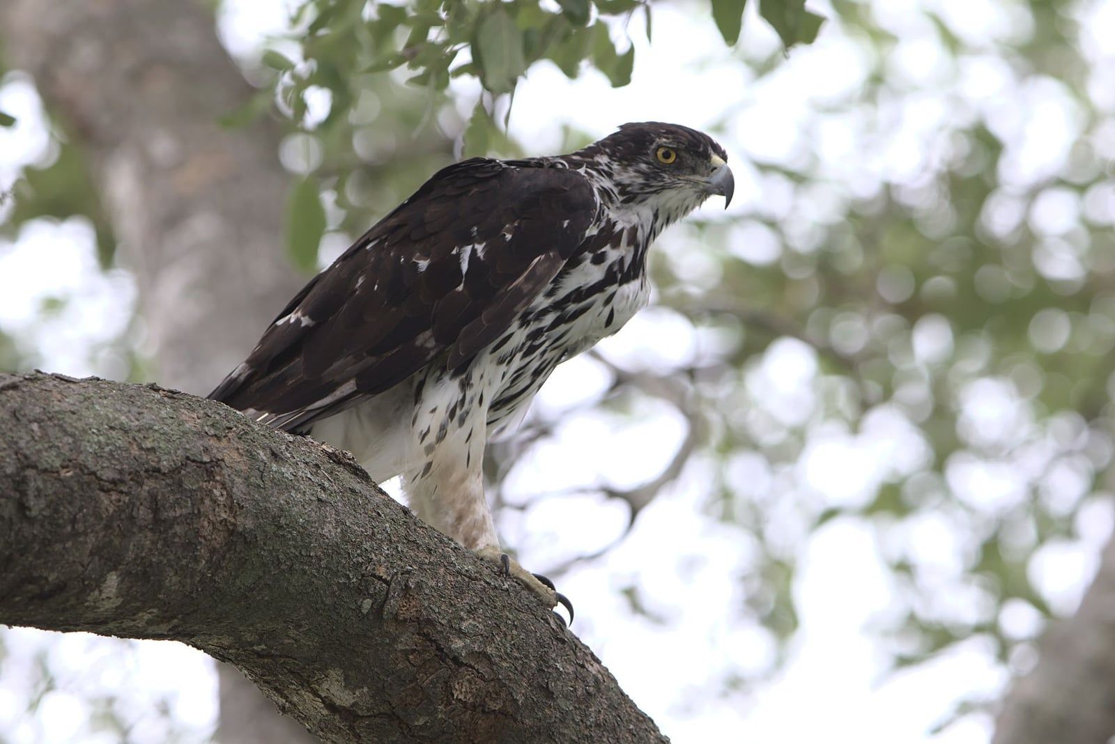 Un aigle martial perché, vigilant, sur une branche épaisse au milieu du feuillage vert de la forêt du parc national de Hwange.