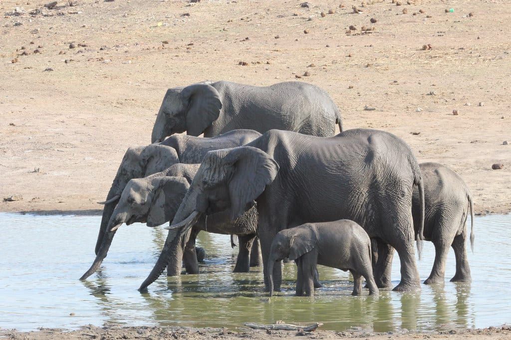 Eine Herde Afrikanischer Elefanten, darunter ein kleines Kalb, trinkt gemeinsam an einem Wasserloch im Hwange-Nationalpark.