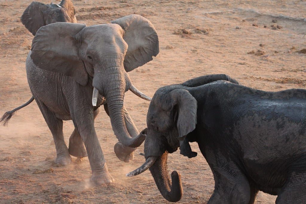 Zwei Afrikanische Elefanten stellen sich mit abgespreizten Ohren und erhobenen Rüsseln im Hwange-Nationalpark gegenüber.