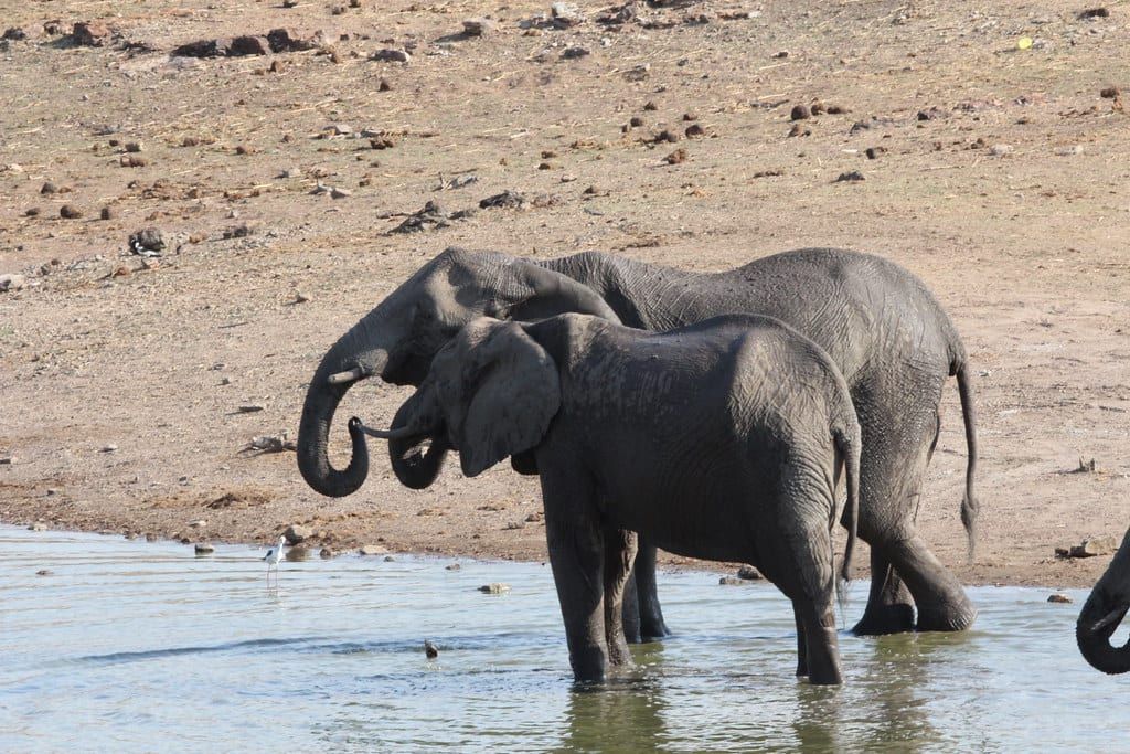 Elefanten trinken am Wasserrand im Hwange-Nationalpark.