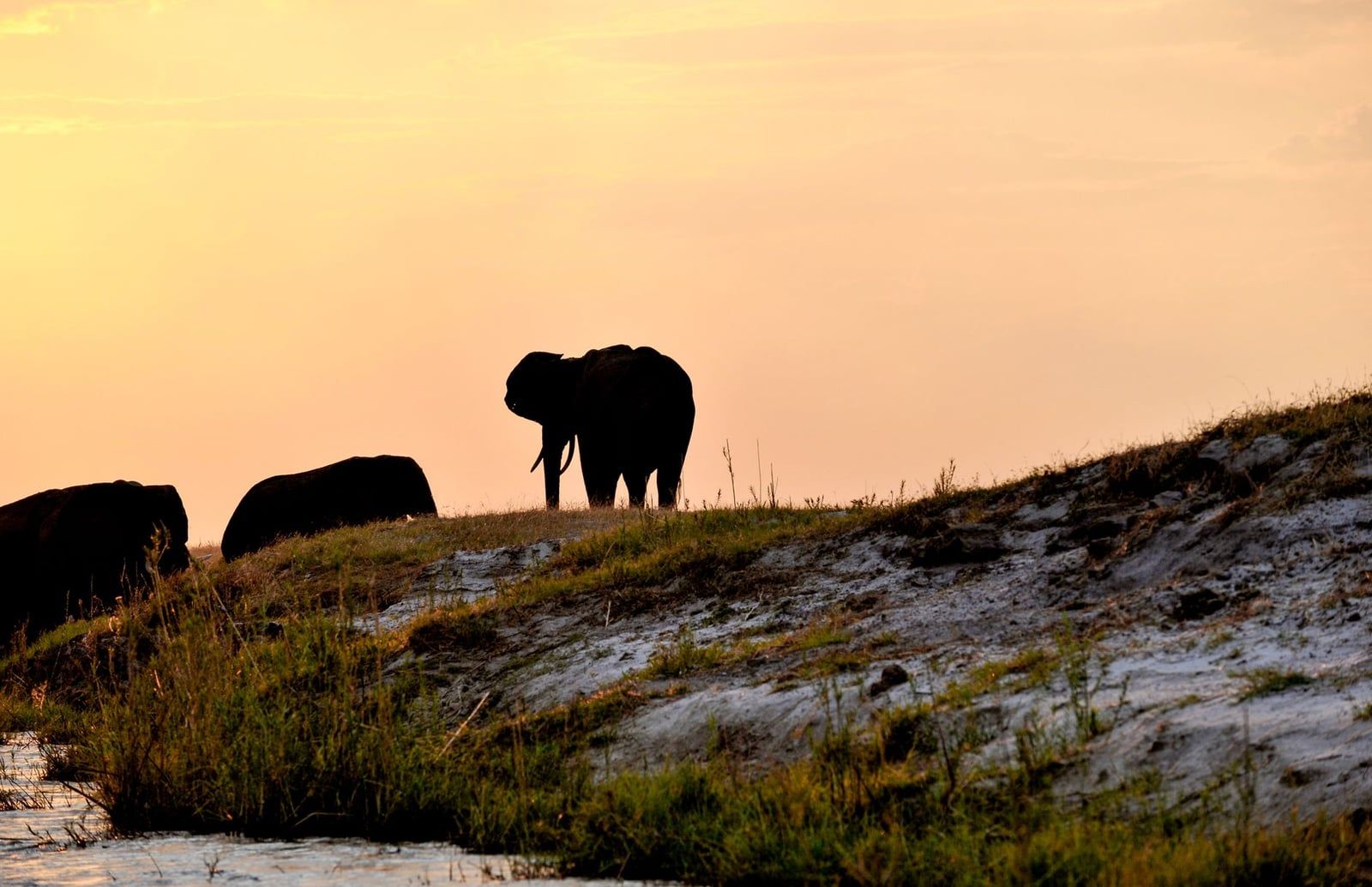 Elefanten stehen als Silhouette am Ufer des Chobe-Flusses unter einem warmen Sonnenuntergangshimmel.