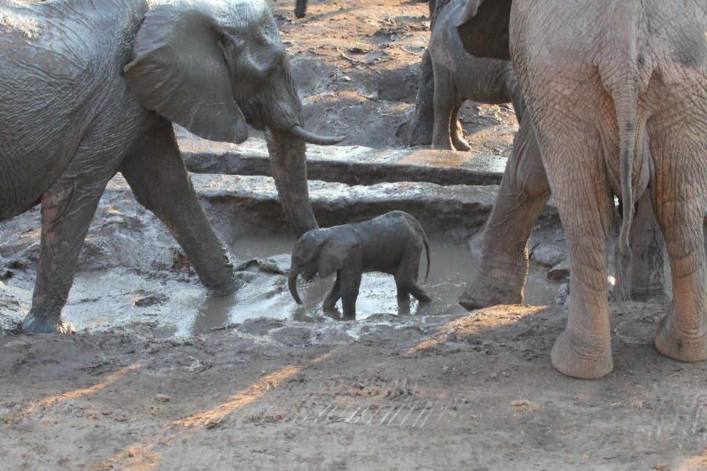 Un jeune éléphanteau traverse un point d'eau boueux entouré d'éléphants adultes dans le parc national de Hwange.