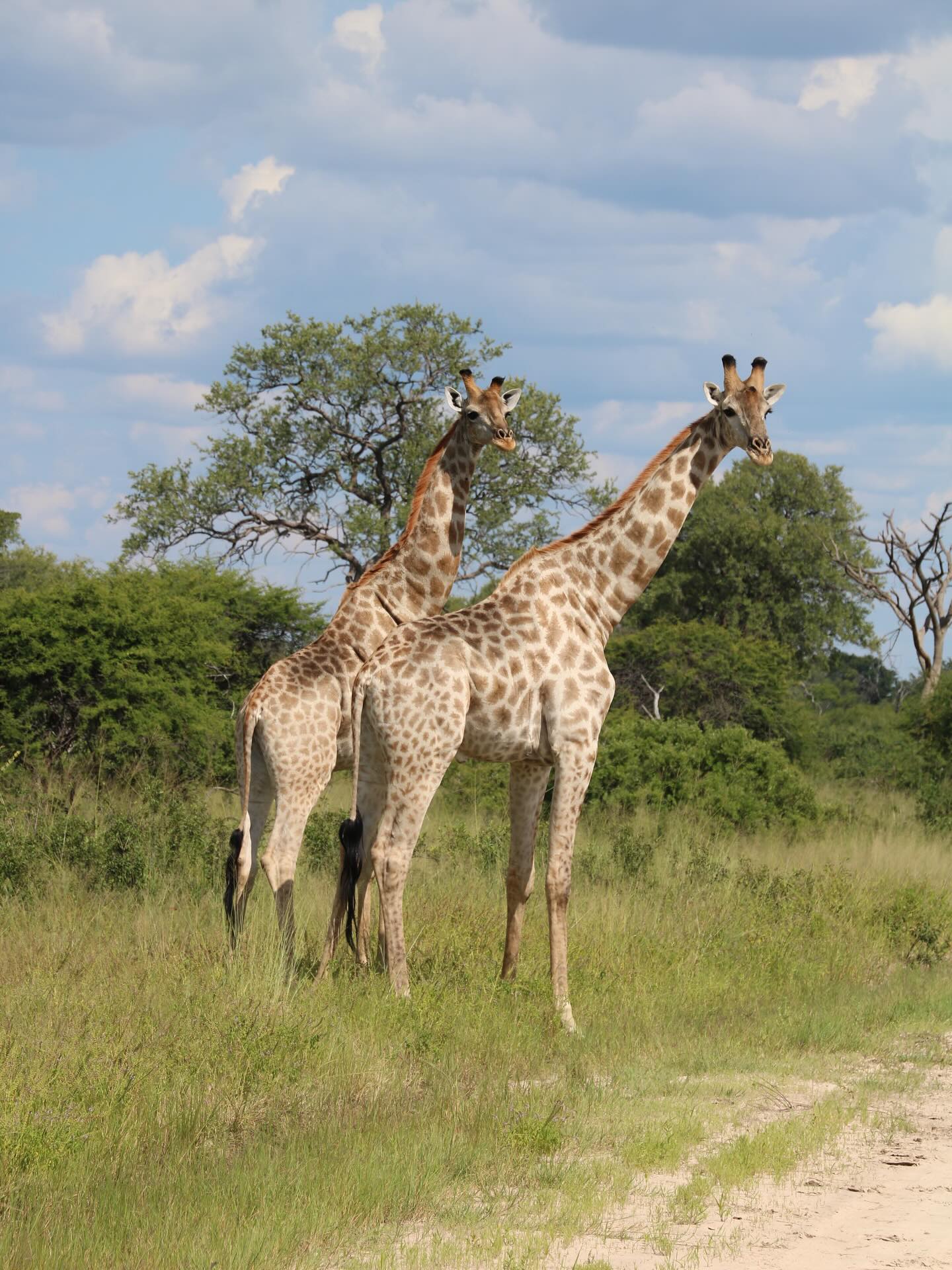 Blick auf Hwange-Nationalpark