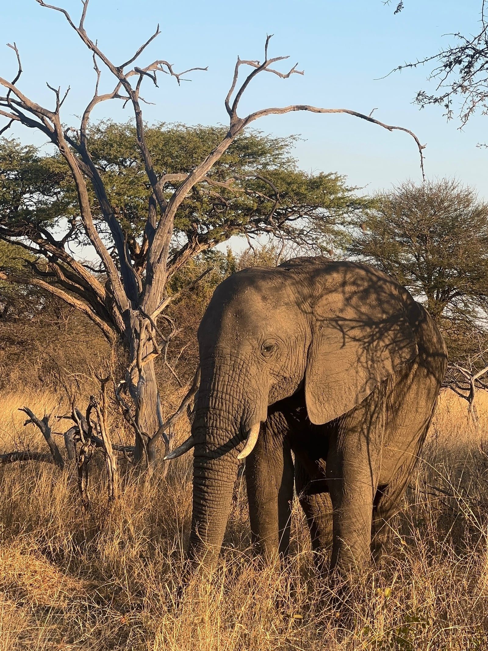 Blick auf Hwange-Nationalpark