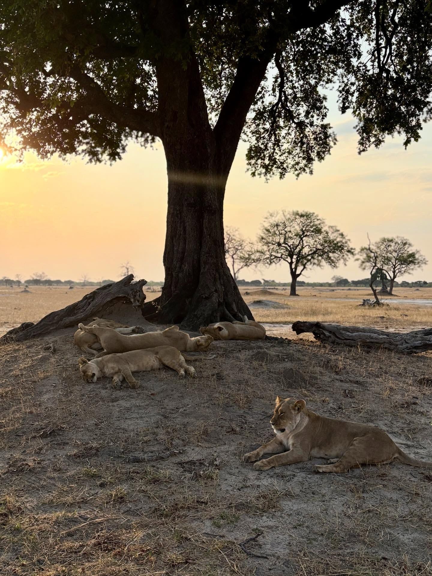 Blick auf Hwange-Nationalpark