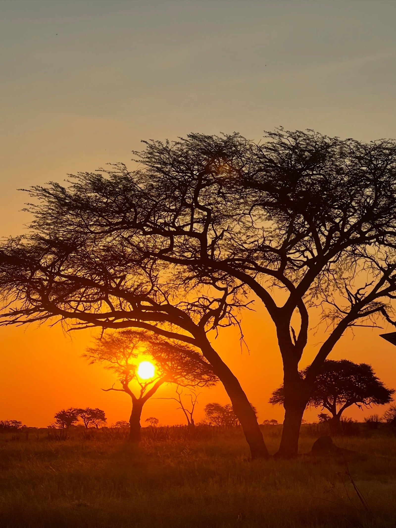 Hwange National Park view