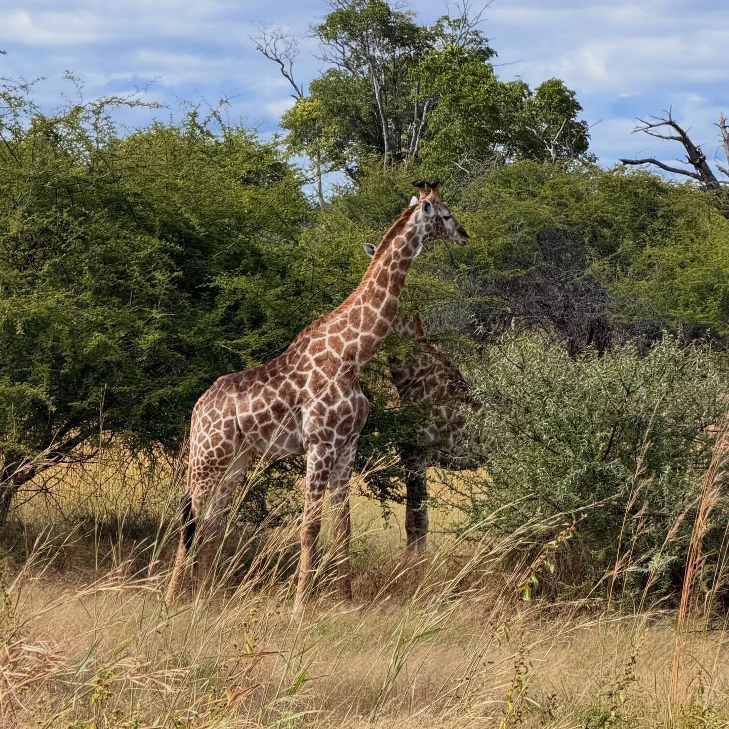 Besucherfoto einer Tour in Hwange-Nationalpark